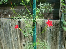 Ipomoea quamoclit Cypress Vine