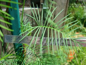 Ipomoea quamoclit Cypress Vine