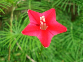 Cypress Vine ipomoea quamoclit