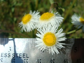 Erigeron philadelphicus Daisy Fleabane