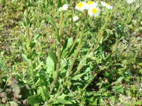 Erigeron philadelphicus Daisy Fleabane