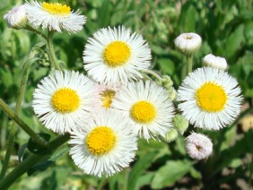 Erigeron philadelphicus Daisy Fleabane