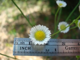 Erigeron strigosus Daisy Fleabane