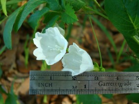 Stylisma humistrata Southern Dawnflower