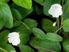 Stylisma humistrata Southern Dawnflower