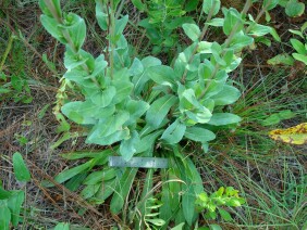 Carphephorus odoratissimus Deer Tongue