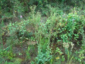 Carphephorus odoratissimus Deer Tongue