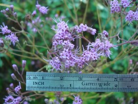 Carphephorus odoratissimus Deer Tongue