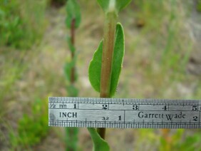 Carphephorus odoratissimus Deer Tongue