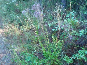 Carphephorus odoratissimus Deer Tongue