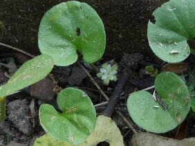 Dichondra carolinensis Carolina Ponysfoot