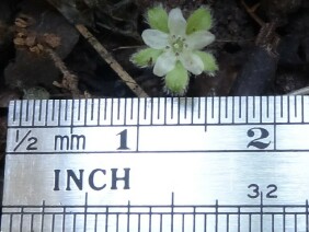 Dichondra carolinensis Carolina Ponysfoot