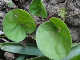 Dichondra carolinensis Carolina Ponysfoot