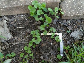 Dichondra carolinensis Carolina Ponysfoot