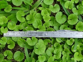 Dichondra carolinensis Carolina Ponysfoot