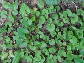 Dichondra carolinensis Carolina Ponysfoot