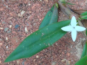 Diodia teres Virginia Buttonweed