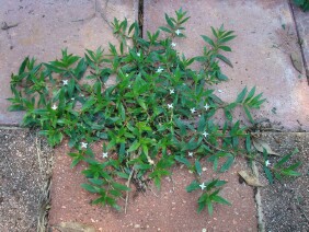 Diodia teres Virginia Buttonweed