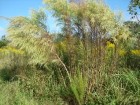 Eupatorium compositifolium Dog Fennel