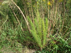 Eupatorium compositifolium Dog Fennel