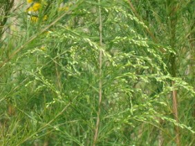 Eupatorium compositifolium Dog Fennel