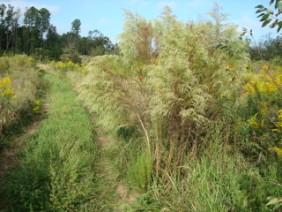 Eupatorium compositifolium Dog Fennel