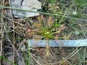 Drosera intermedia Spoonleaf Sundew