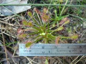 Drosera intermedia Spoonleaf Sundew