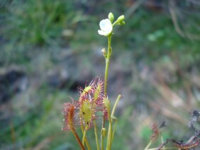 Drosera intermedia Spoonleaf Sundew