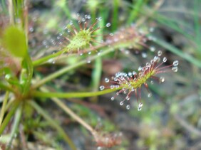 Drosera intermedia Spoonleaf Sundew