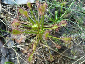 Drosera intermedia Spoonleaf Sundew