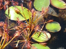 Drosera intermedia Spoonleaf Sundew