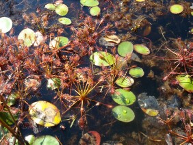 Drosera intermedia Spoonleaf Sundew