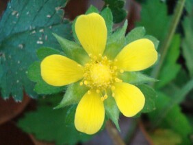 Duchesnea indica Indian strawberry