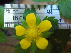 Duchesnea indica Indian strawberry