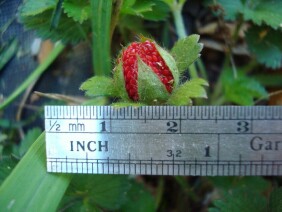 Duchesnea indica Indian strawberry
