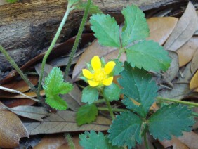 Duchesnea indica Indian strawberry