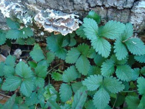 Duchesnea indica Indian strawberry