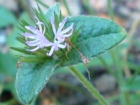 Elephantopus tomentosus Elephant's Foot