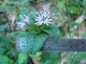 Elephantopus tomentosus Elephant's Foot