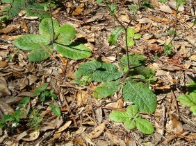 Elephantopus tomentosus Elephant's Foot