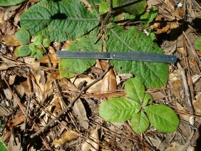 Elephantopus tomentosus Elephant's Foot