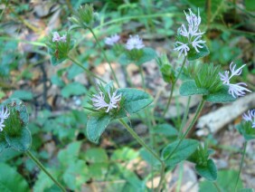 Elephantopus tomentosus Elephant's Foot