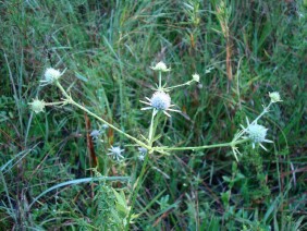 Eryngium integrifolium Blueflower Eryngo