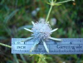 Eryngium integrifolium Blueflower Eryngo