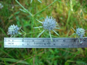 Eryngium integrifolium Blueflower Eryngo