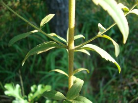 Eupatorium album White Thoroughwortt