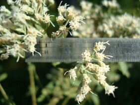 Eupatorium album White Thoroughwort