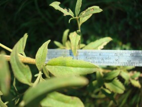 Eupatorium album White Thoroughwort