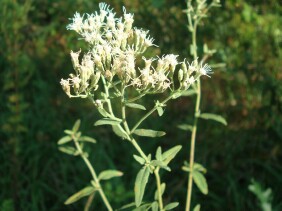 Eupatorium album White Thoroughwort